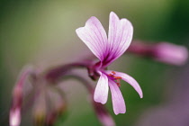 Transvaal perlagonium, Pelargonium transvaalense, Close side view of a single pale pink flower, veined wiht deep pink and showing its orange stamens.