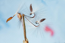 Pelargonium x hortorum 'Red Satisfaction', Close view of twisted downy stems with seeds at the end of them.