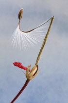 Pelargonium x hortorum 'Red Satisfaction', Close view of a twisted downy stem with a seed at the end of it.