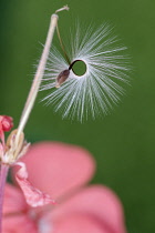 Pelargonium x hortorum 'Red Satisfaction', Close view of a twisted downy stem with a seed at the end of it.