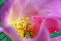 Rose, Rosa 'Summer Breeze', Close view of an open pink flower focusing on the yellow stamens inside with dew drops on the outside of the petals.