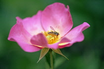 Rose, Rosa 'Summer Breeze', Close view of an open pink flower with a hoverfly on the yellow stamens.