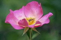 Rose, Rosa 'Summer Breeze', Close view of an open pink flower with a hoverfly on the yellow stamens.