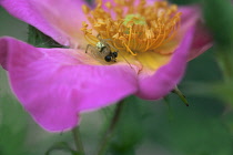 Rose, Rosa 'Summer Breeze', Close cropped view of an open pink flower with an ant on the yellow stamens.