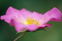 Rose, Rosa 'Summer Breeze', Close side view of a fully open pink flower showing the yellow stamens.
