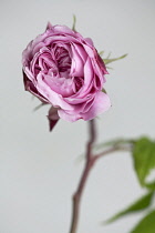 Rose, Rosa MARY ROSE 'Ausmary', a double flowered pink rose just opening.