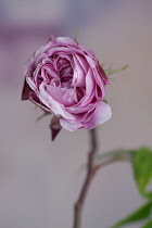 Rose, Rosa MARY ROSE 'Ausmary', a double flowered pink rose just opening.