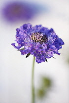 Scabious, Scabiosa columbaria 'Blue note', One purple blue flower with another soft focus behind.