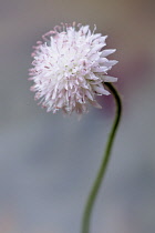 Scabious, Scabiosa columbaria 'Blue note', One purple blue flower, front side view against pale grey background.