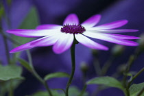 Cineraria, Pericallis x hybrida Senetti baby Magenta Bicolor 'Sunseneribuba', Close side view of a flower fully open showing the purple tipped white petals and the deep purple centre.