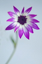 Cineraria, Pericallis x hybrida Senetti baby Magenta Bicolor 'Sunseneribuba', Close front view of a flower fully open showing the purple tipped white petals and the deep purple centre.