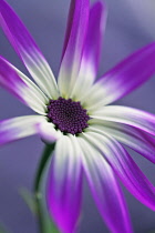 Cineraria, Pericallis x hybrida Senetti baby Magenta Bicolor 'Sunseneribuba', Close cropped view of a flower fully open showing the purple tipped white petals and the deep purple centre.