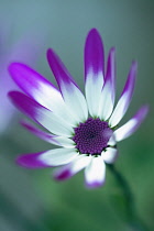 Cineraria, Pericallis x hybrida Senetti baby Magenta Bicolor 'Sunseneribuba', Close cropped view of a flower fully open showing the purple tipped white petals and the deep purple centre.