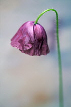 Shirley poppy, Papaver rhoeas Shirley series, Side view of a half open maroon flower with its head down on a bent over hairy green stem.