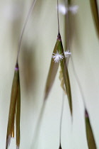 Golden oats, Stipa gigantea, Very close view of a few individual spikelets hanging with the tiny star like stamen protruding outside the sepals to be wind pollinated.