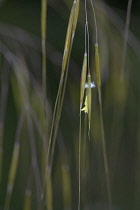 Golden oats, Stipa gigantea, Very close view of one individual spikelets hanging with the tiny star like stamen protruding outside the sepals to be wind pollinated.