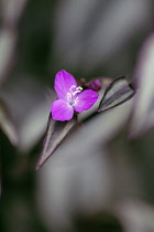 Tradescantia, Purple Tradescantia, Tradescantia 'Purple sabre', One mauve pink flower seen from above, with some leaves sharp focus against soft focus foliage behind.