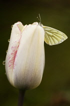 Tulip, Tulipa 'Affaire', Closed white cream flower tinged with pink and with dew or raindrops, A Green veined butterfly is perched on the side.