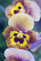 Viola, Viola cornata Deltini series 'Honey bee', A frosted bronze, brown, orange and yellow coloured viola.