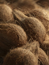 Coconut, Cocos nucifera, Several whole coconuts piled in a heap.