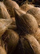 Coconut, Cocos nucifera, Several whole coconuts piled in a heap.