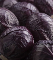 Cabbage, Brassica oleracea capitata, Several shiny maroon heads of Red cabbage----