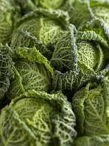 Cabbage, Savoy cabbage, Brassica oleracea capitata v. subauda, Several heads of this curly leaf cabbage together forming a pattern.