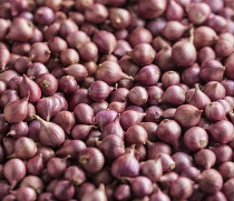 Shallot, Allium cepa, a mass of these baby pink onions.