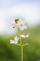 Water Violet, Hottonia palustris, A single flowering stem which is used as a Bach flower remedy.