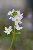 Water Violet, Hottonia palustris, A single flowering stem which is used as a Bach flower remedy.