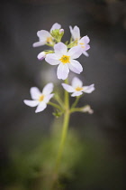 Water Violet, Hottonia palustris, A single flowering stem which is used as a Bach flower remedy.