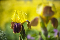 Iris, Bearded iris, Iris 'Rajah', A single flower showing the yellow upright petals and maroon streaked lower petals.
