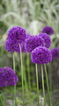 Allium, Allium Hollandicum 'Purple Sensation', Several stems of against silvery plants.