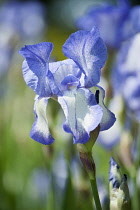 Iris, Tall bearded Iris, Iris 'Touch of Spring', A single blue and white flower.