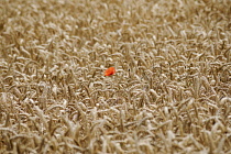 Poppy, Papaver rhoeas, A single red flower of the Field poppy in a field of golden wheat.