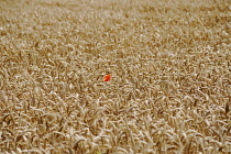 Poppy, Papaver rhoeas, A single red flower of the Field poppy in a field of golden wheat.