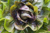 Chicory, Cichorium intybus 'Variegata di Choggia', Overhead view of Italian chicory, with its maroon streaked green leaves and the red radicchio head wirhin.