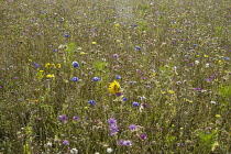 Annual meadow for butterflies designed by Ian Forster at the Butterfly World Project, St Albans, Hertfordshire.