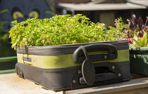 Parsley, Curly parsley, Petroselinum crispum and Basil, Ocimum basilicum, growing in an old suitcase on top of a canal barge in Londons East End.