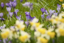 Crocus, Crocus vernus, A spring scene of several purple flowers with minature daffodiils in soft focus in the foreground.