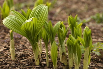 Black false hellebore, Veratrum nigrum, A group of new shoots and leaves emerging in the spring.