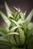 Lily Lilium, Leaves unfurling, appearing to be protecting the new buds within.