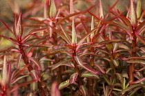 Spurge, Sikkim Spurge, Euphorbia sikkimensis, A mass of bright red new shoots emerging in the spring.