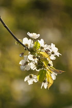 Cherry, Prunus avium, flowering sprig of Wild Cherry seen from behind backlit by spring sun.