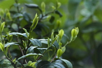 Tea plant, Camellia sinensis, Tips of the Tea plant which are the parts commonly used to make tea.
