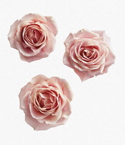 Rose, Rosa, Ariel view of three pink roses cut out on a white background.