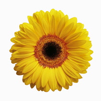 Gerbera daisy, Gerbera jamesonii, Yellow flower with a black centre, viewed from overhead cut out on white.