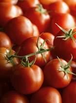 Tomato, Lycopersicon esculentum cultivar, Tomatoes on stem with others behind, filling the frame.