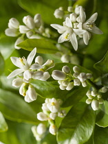 Lemon, Citrus limon, Close view of many flowers and leaves.