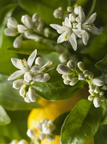 Lemon, Citrus limon, Close view of many flowers and leaves with a lemon fruit in soft focus behind.